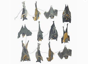 EAST END PRESS PAPER GARLAND Bats