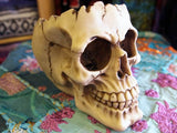 SKULL ASHTRAY FIGURE Ornament LOBO GOTHIC Bowl DISH Key Trinket HOLDER PAGAN