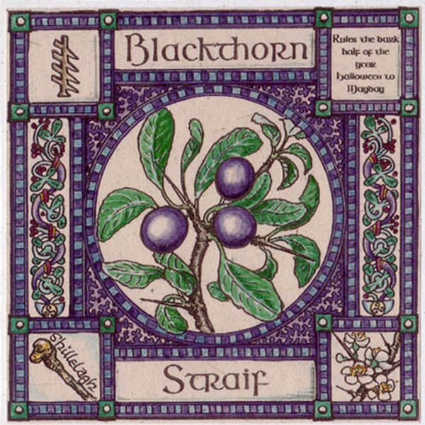 BLACKTHORN TREE GREETING CARD Halloween - May Day CELTIC PAGAN Ogham HEDINGHAM FAIR