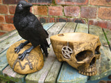 SALEM'S FAMILIAR SKULL BOX