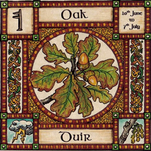 OAK TREE GREETING CARD 10th Jun - 7th Jul CELTIC PAGAN Ogham HEDINGHAM FAIR