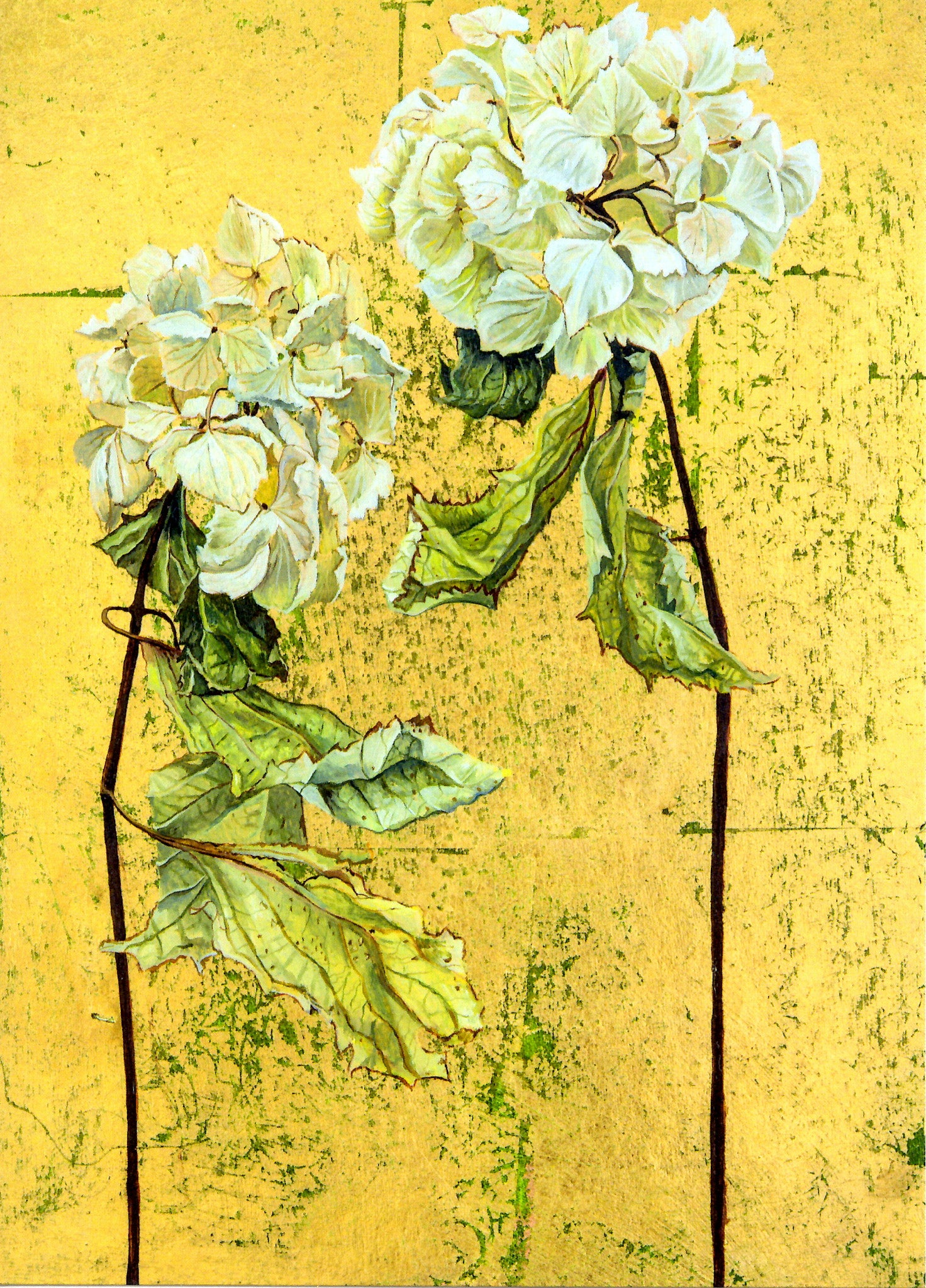 FINE ART GREETING CARD White Hydrangeas GEORGIA COX