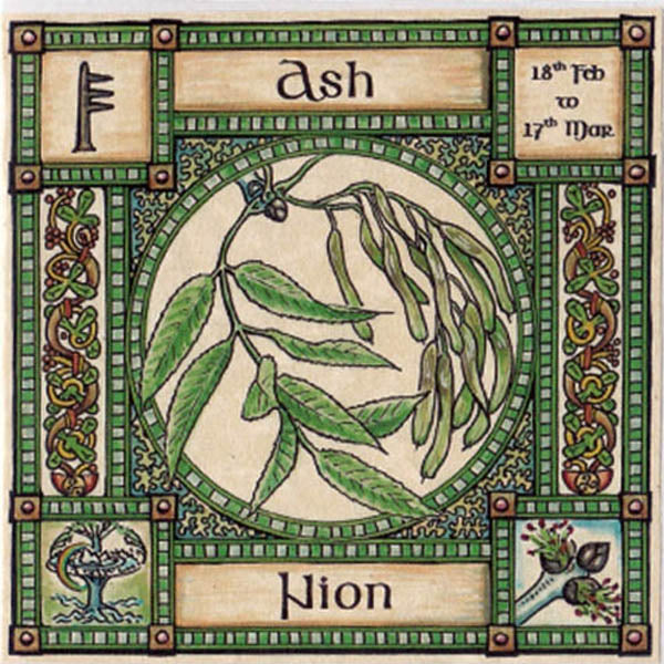 ASH TREE GREETING CARD 18th Feb - 17th Mar CELTIC PAGAN Ogham HEDINGHAM FAIR