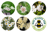 SEEDBALL WILDFLOWER SEED TINS Cloud Meadow Mix
