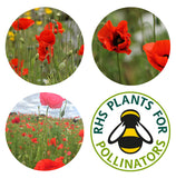 SEEDBALL WILDFLOWER SEED TINS Poppy Mix